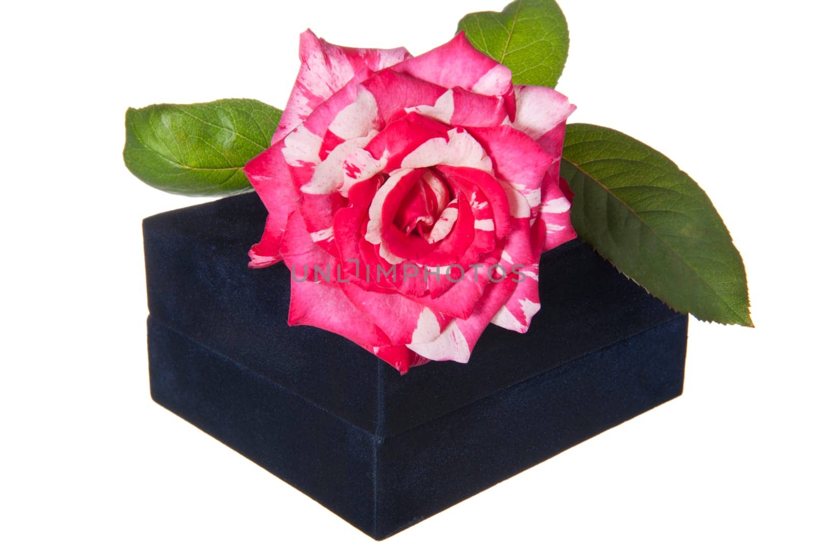 Gift box and rose on a white background