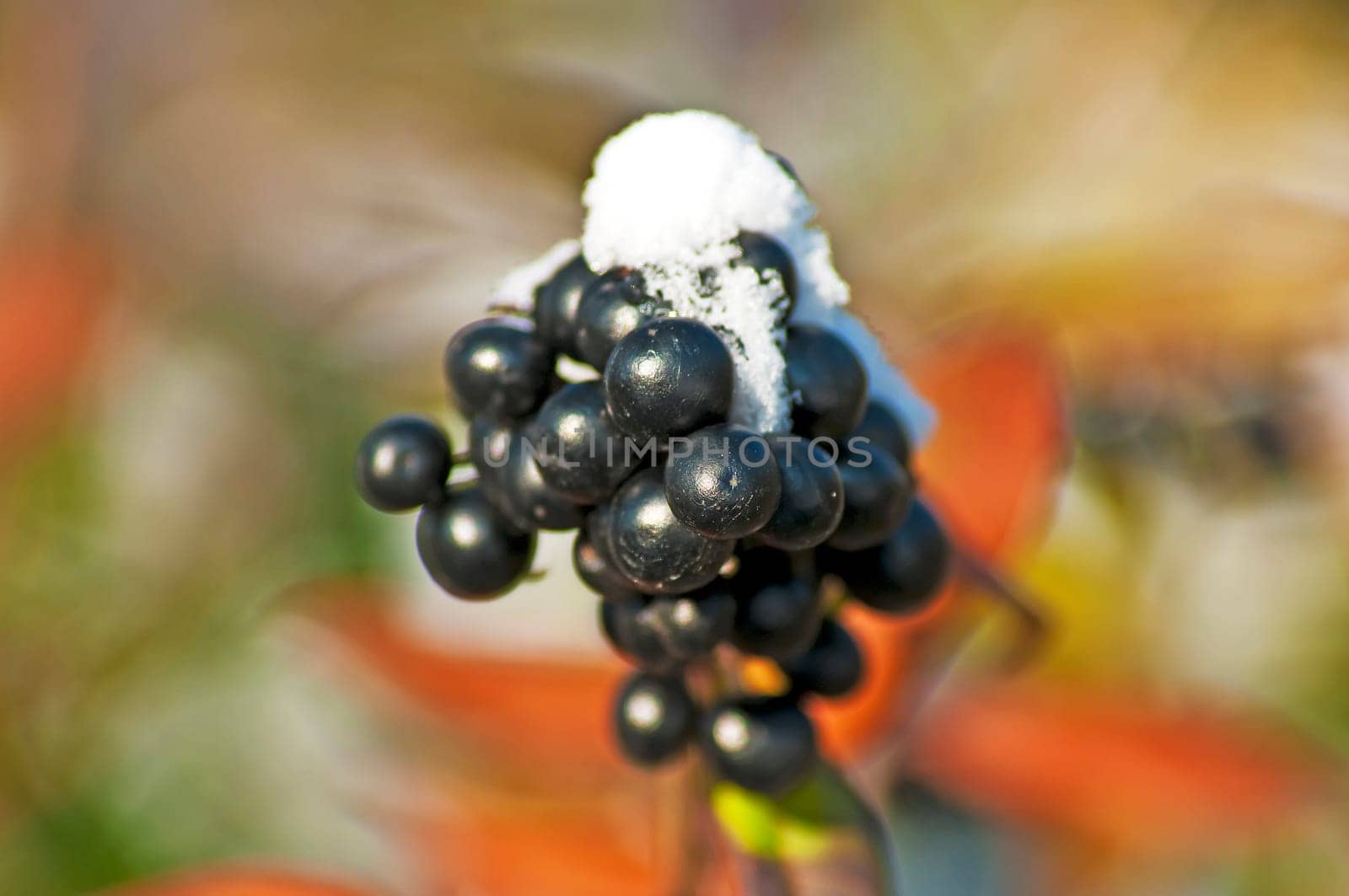 Privet with snow cap