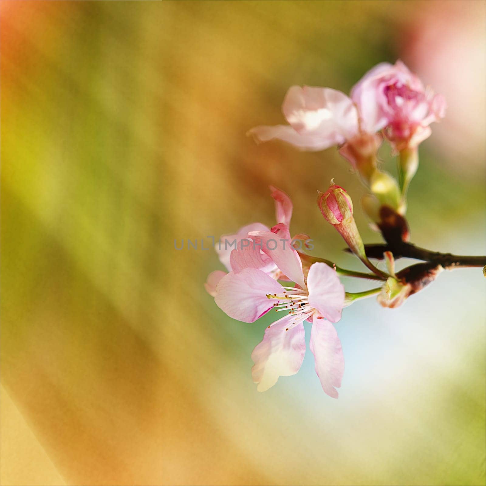 Beautiful flowering - Sakura. Background with flowers on a spring day
