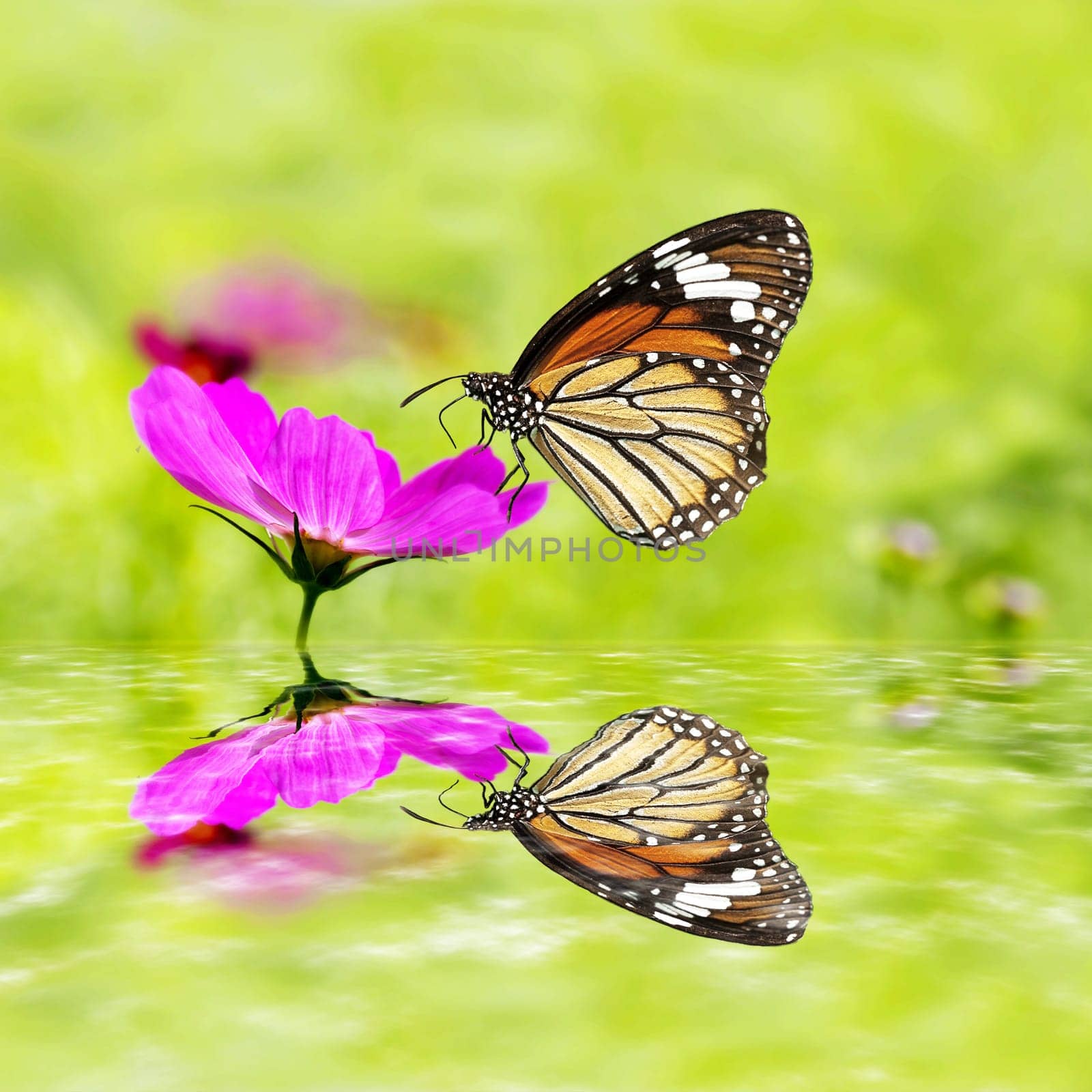 butterfly sitting on green grass field with flowers with nice reflection