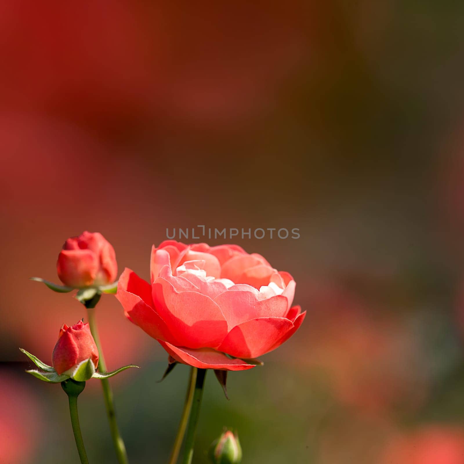 Bunch of nice and pink beautiful roses