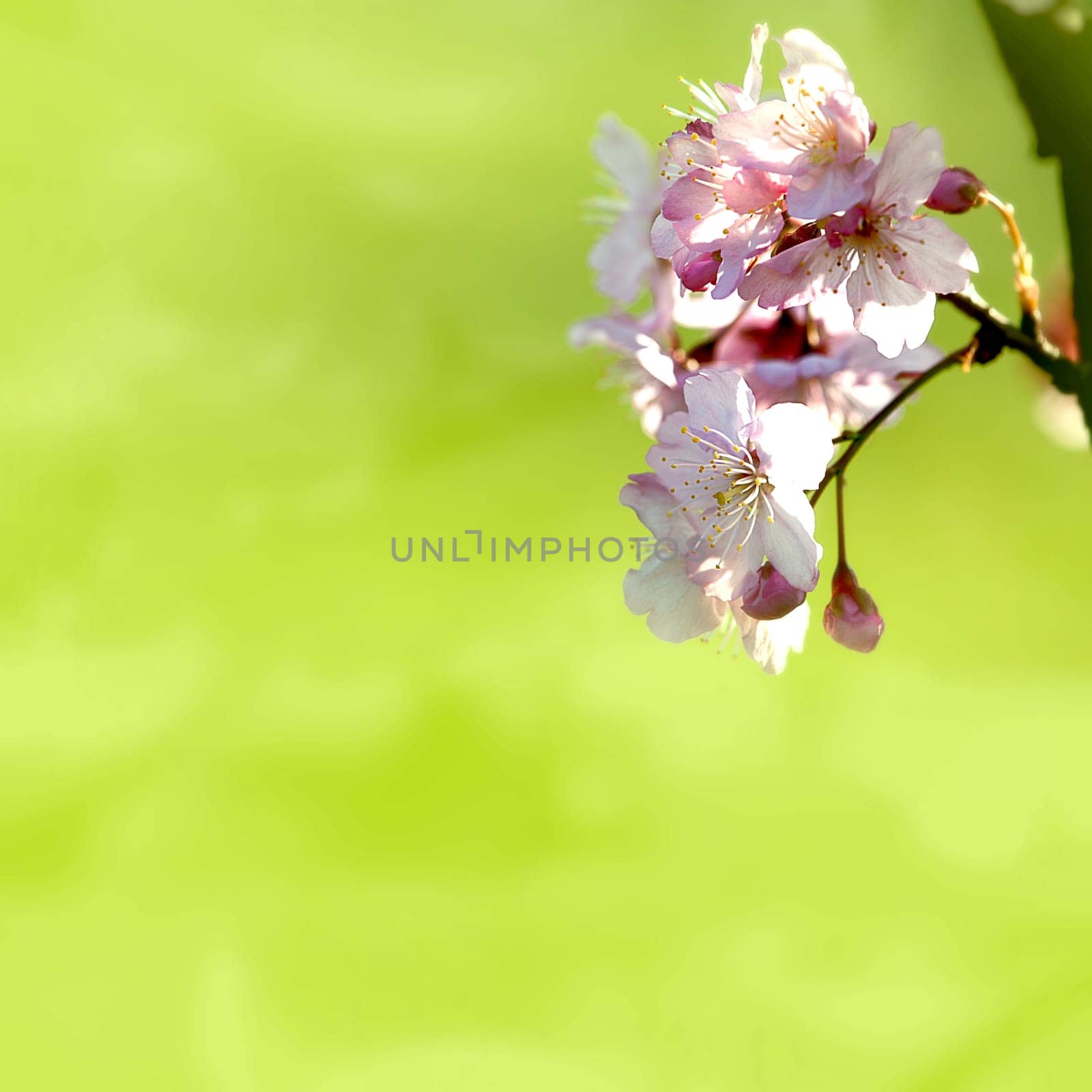 Beautiful flowering - Sakura. Background with flowers on a spring day