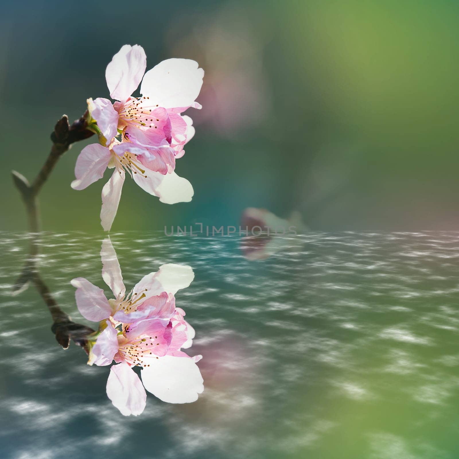 Beautiful flowering - Sakura. Background with flowers on a spring day