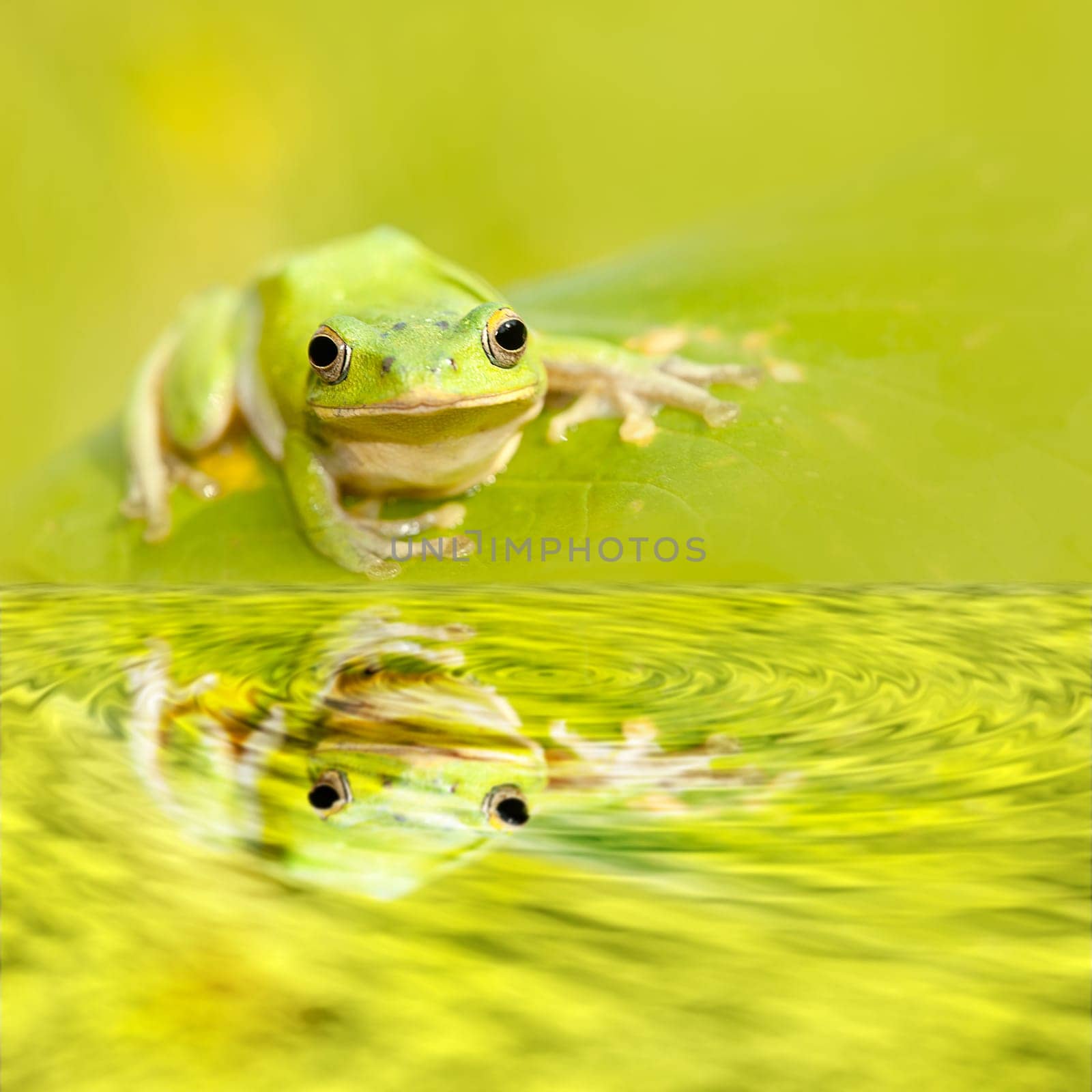 Frog with nice green background for adv or others purpose use