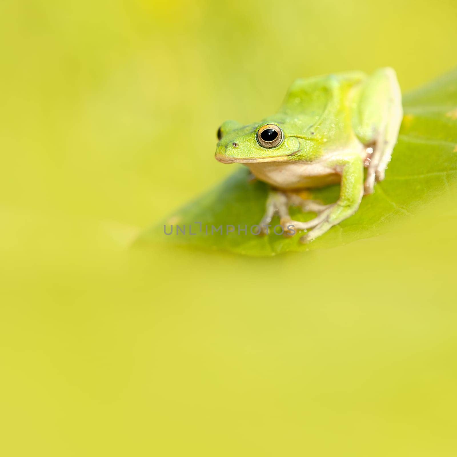 Frog with nice green background for adv or others purpose use