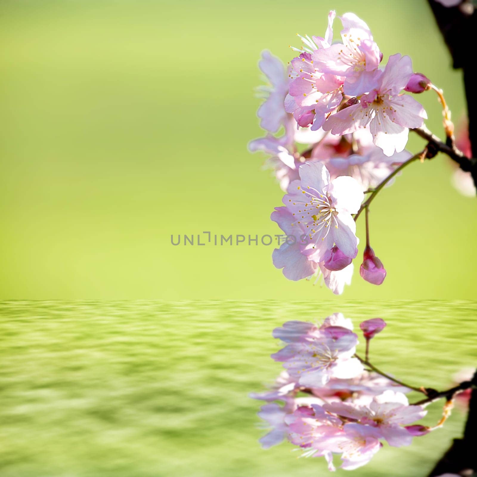Beautiful flowering - Sakura. Background with flowers on a spring day