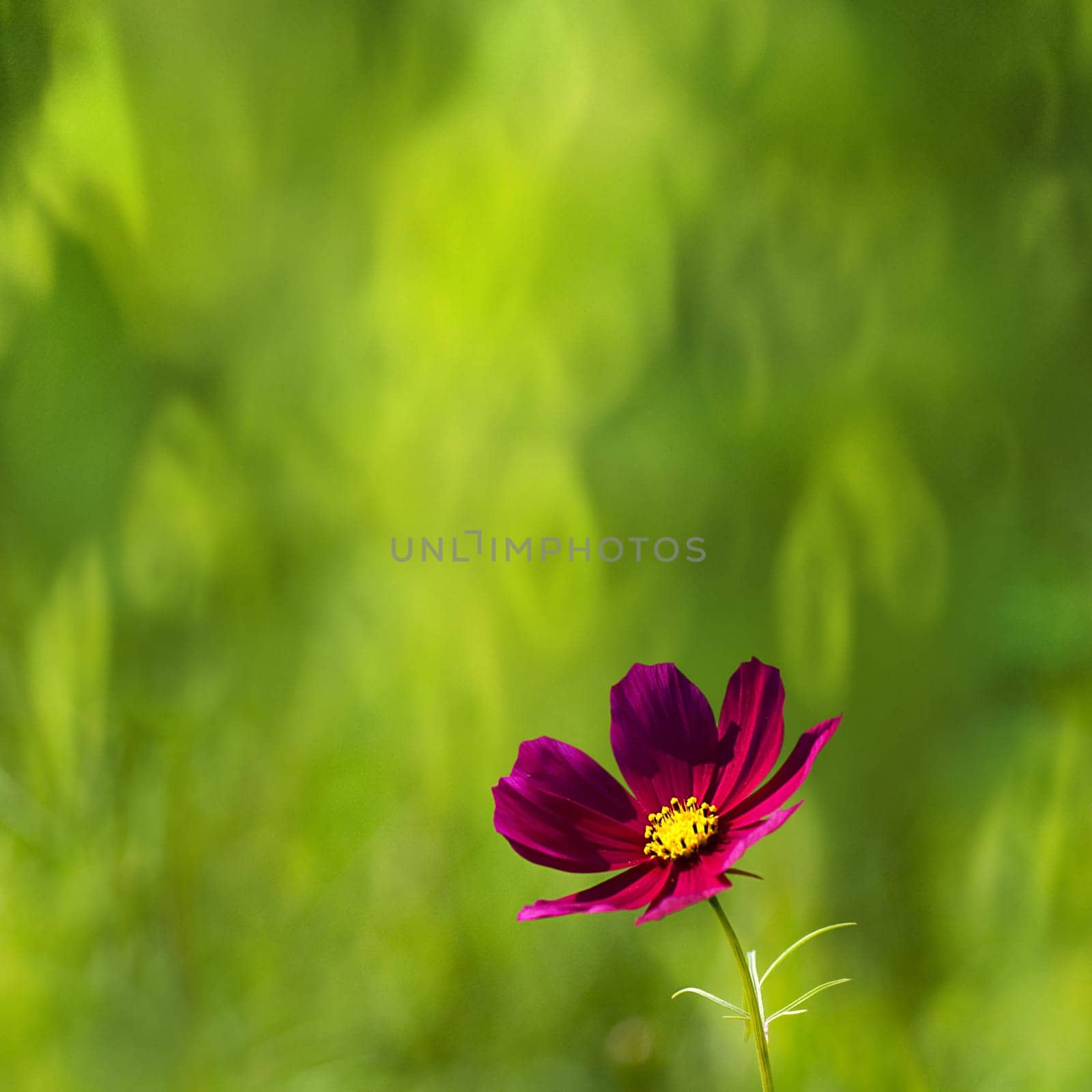 Daisies in the morning with nice background for adv or others purpose use