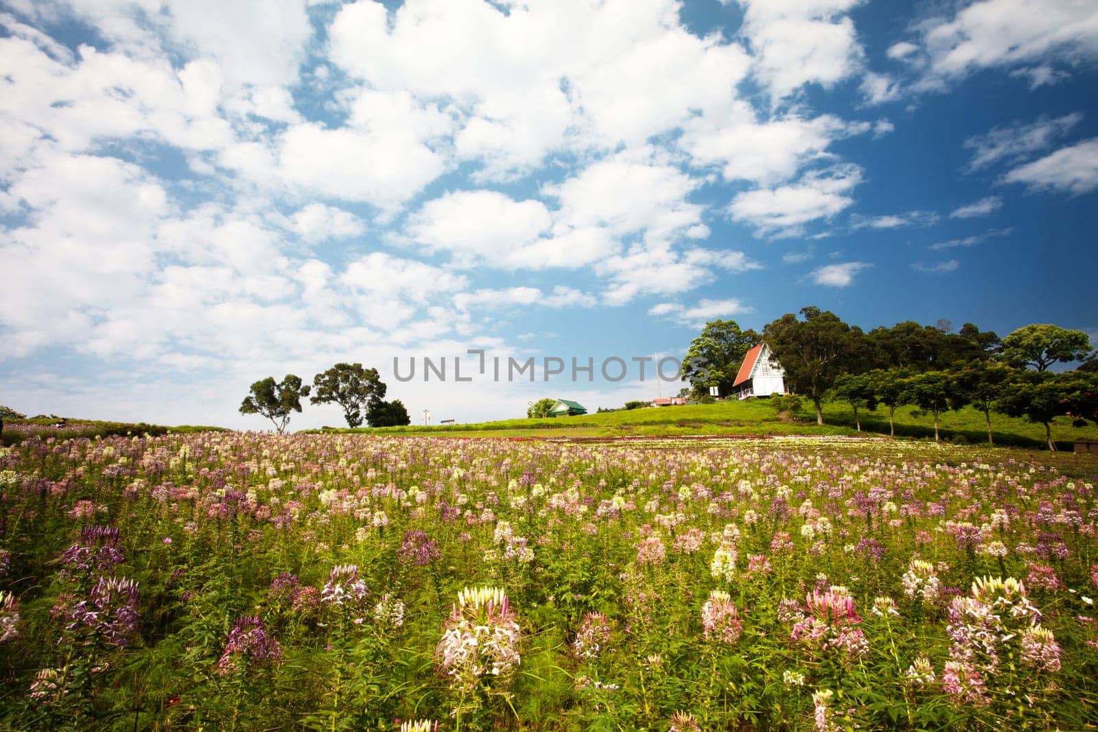 Beautiful garden in summer for adv or others purpose use
