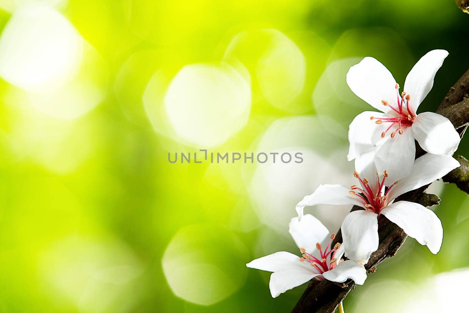beautiful tung flowers for adv or others purpose use