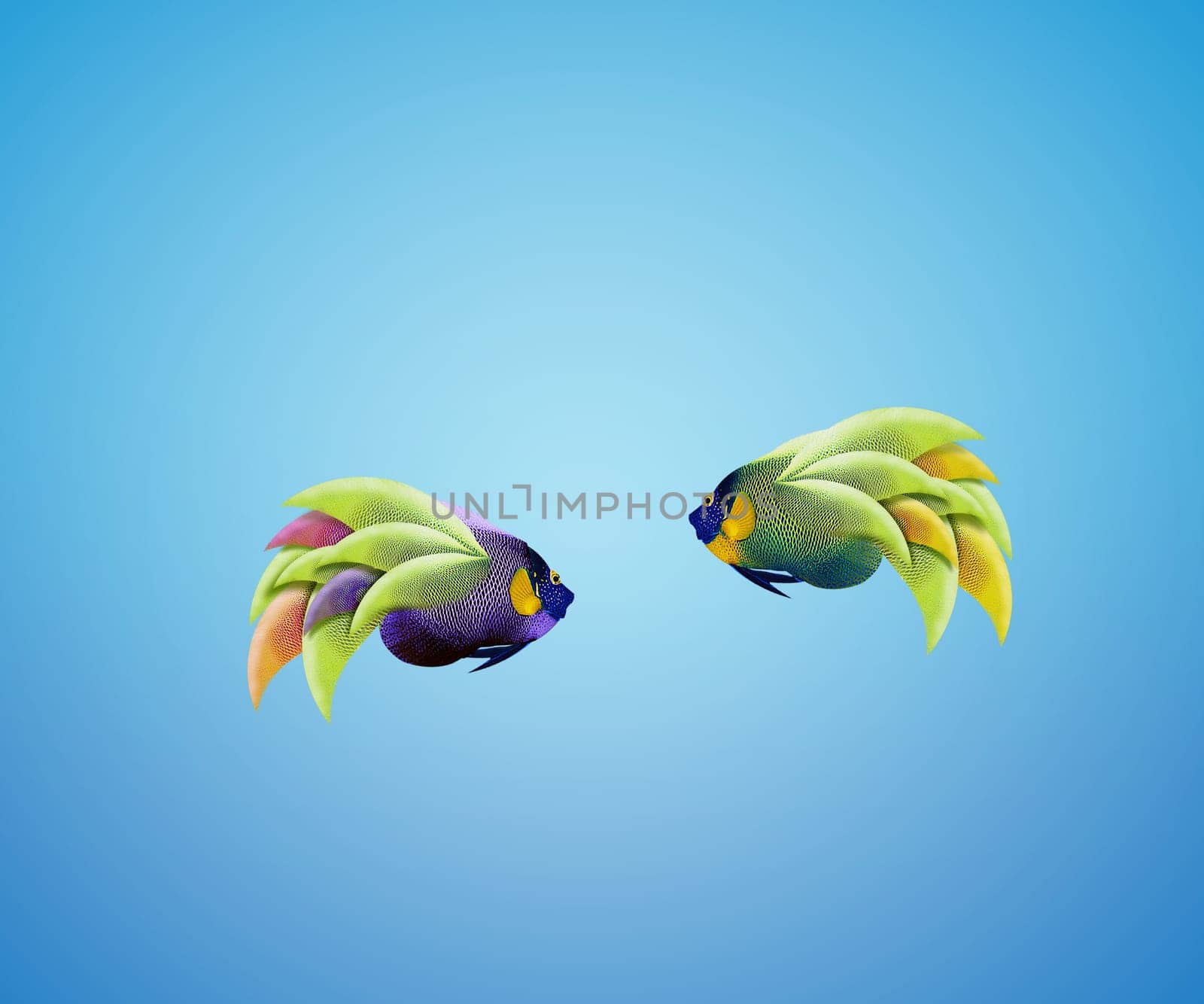 Two Angelfish falling in love, lose one's heart