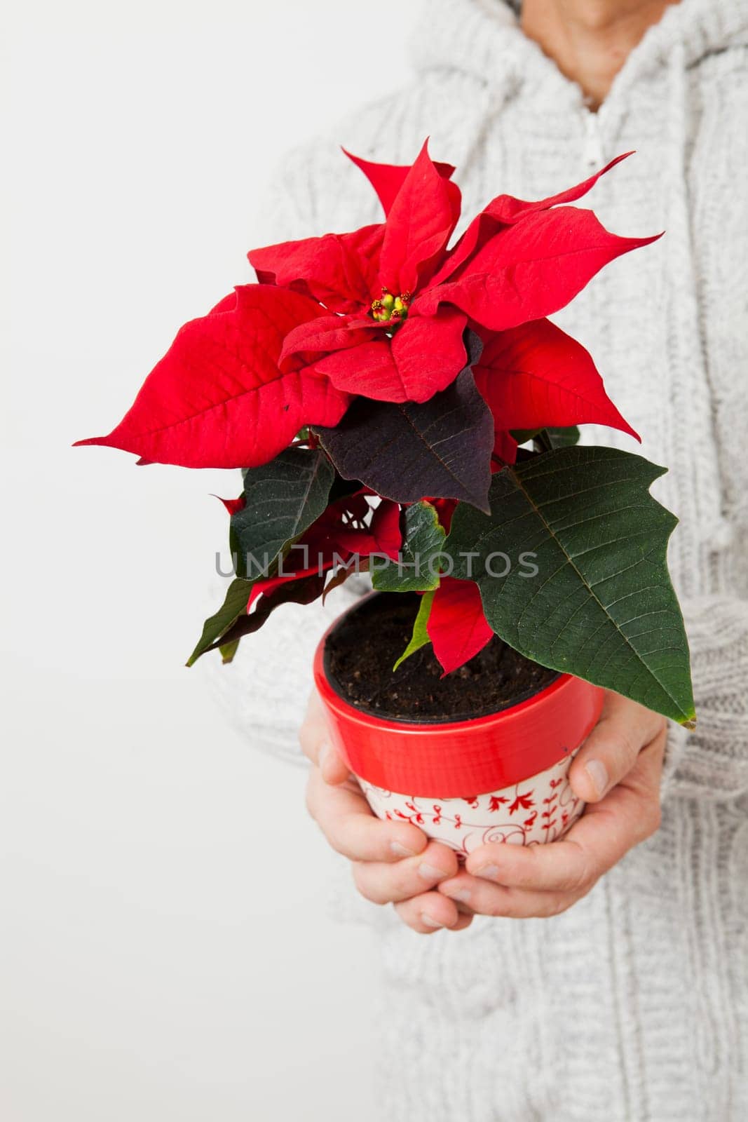 Christmas star poinsettia held in hands my male person