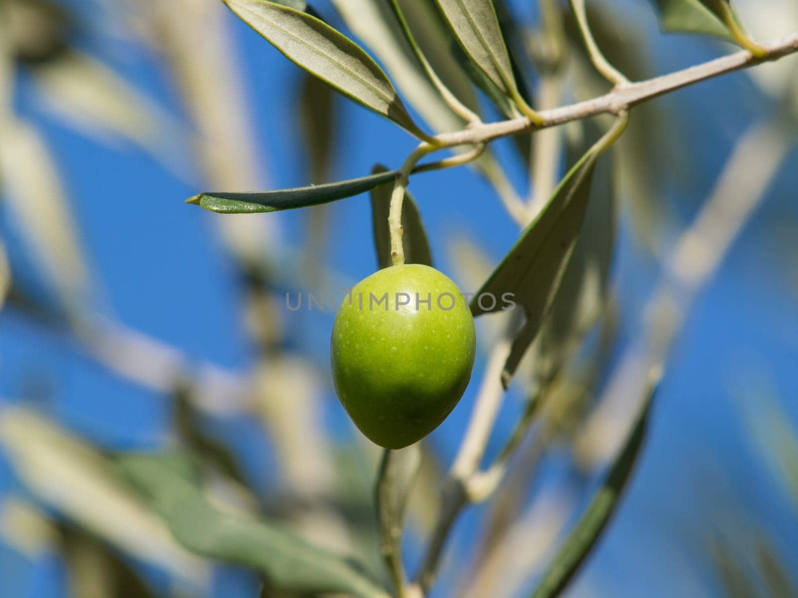Olive tree with many colorful fruits