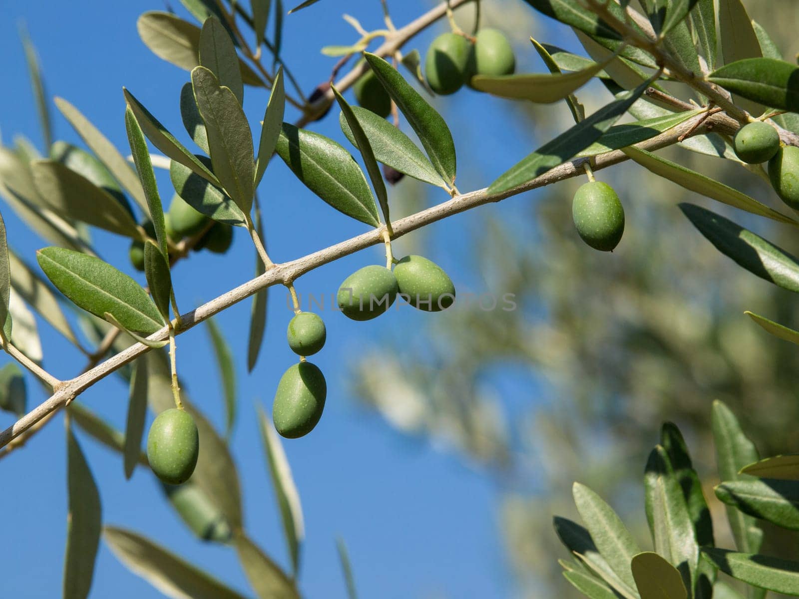 Olive tree with many colorful fruits