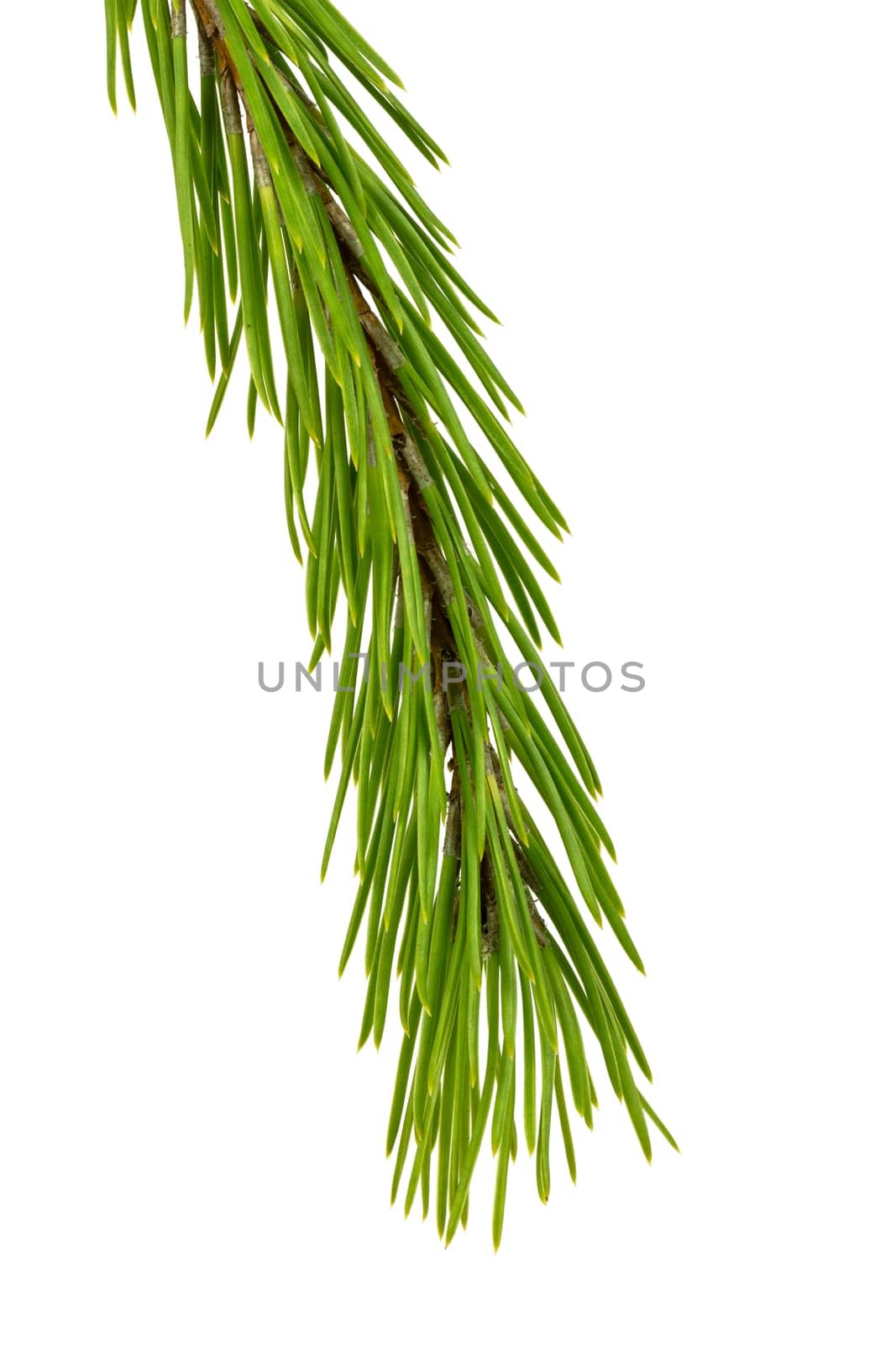 Evergreen Tree Branch Frame Isolated on White Background