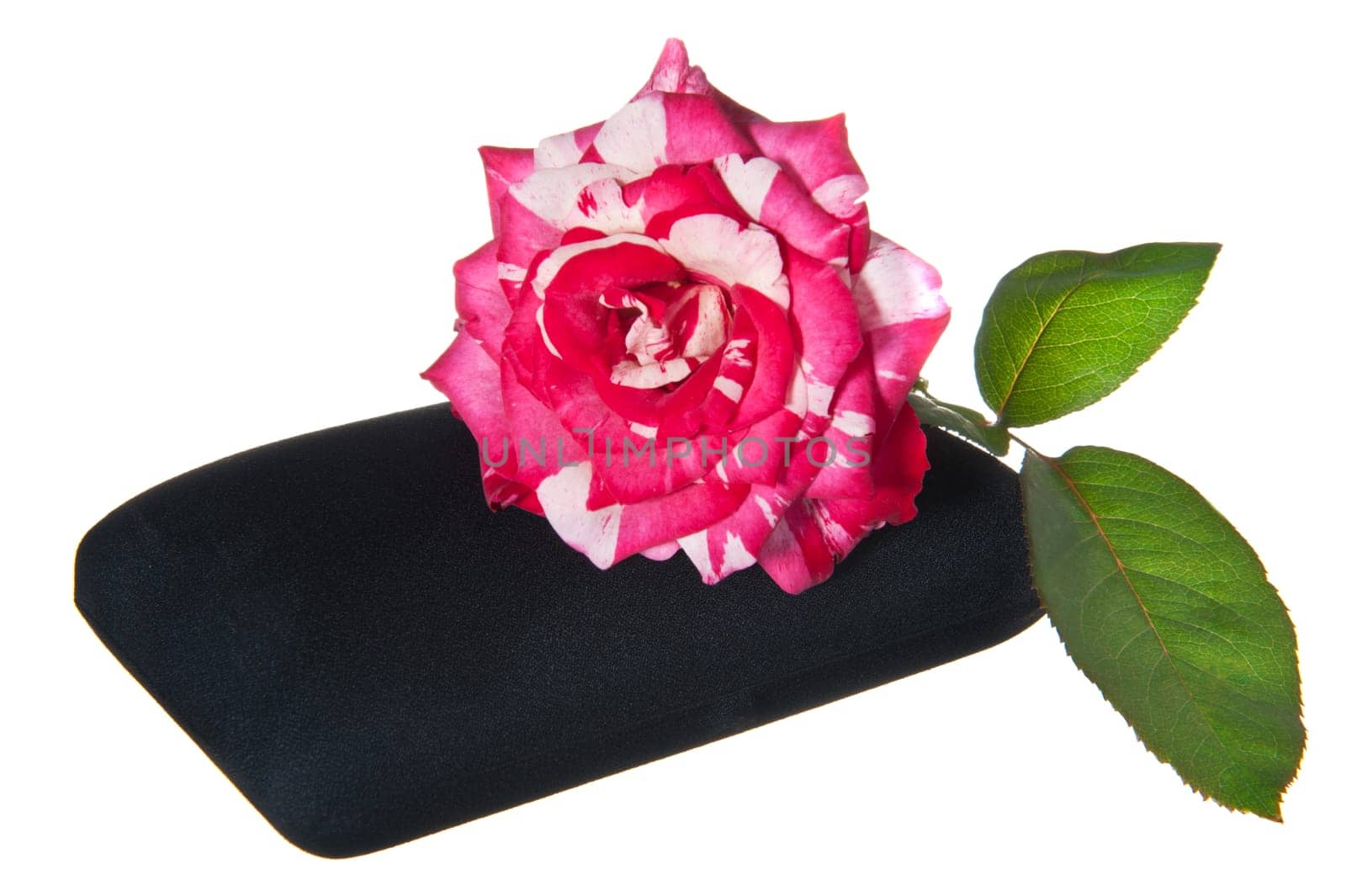 Gift box and rose on a white background