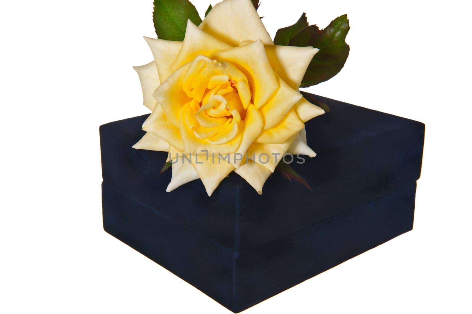 Gift box and rose on a white background