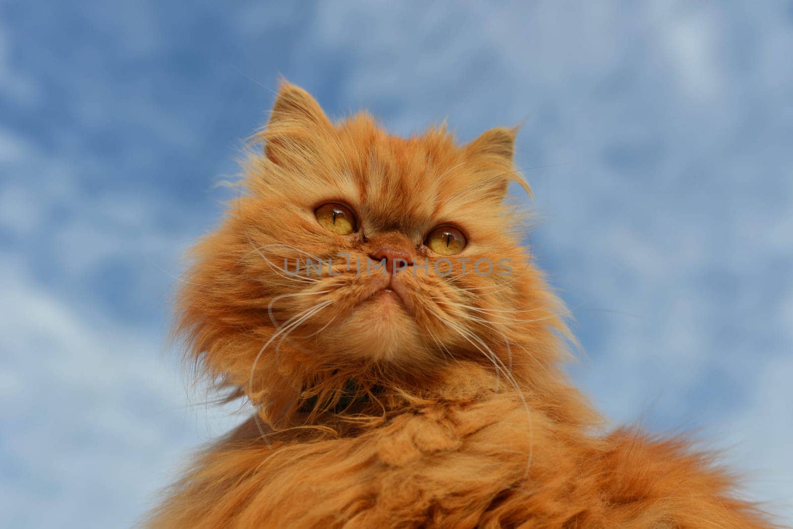 Persian cat