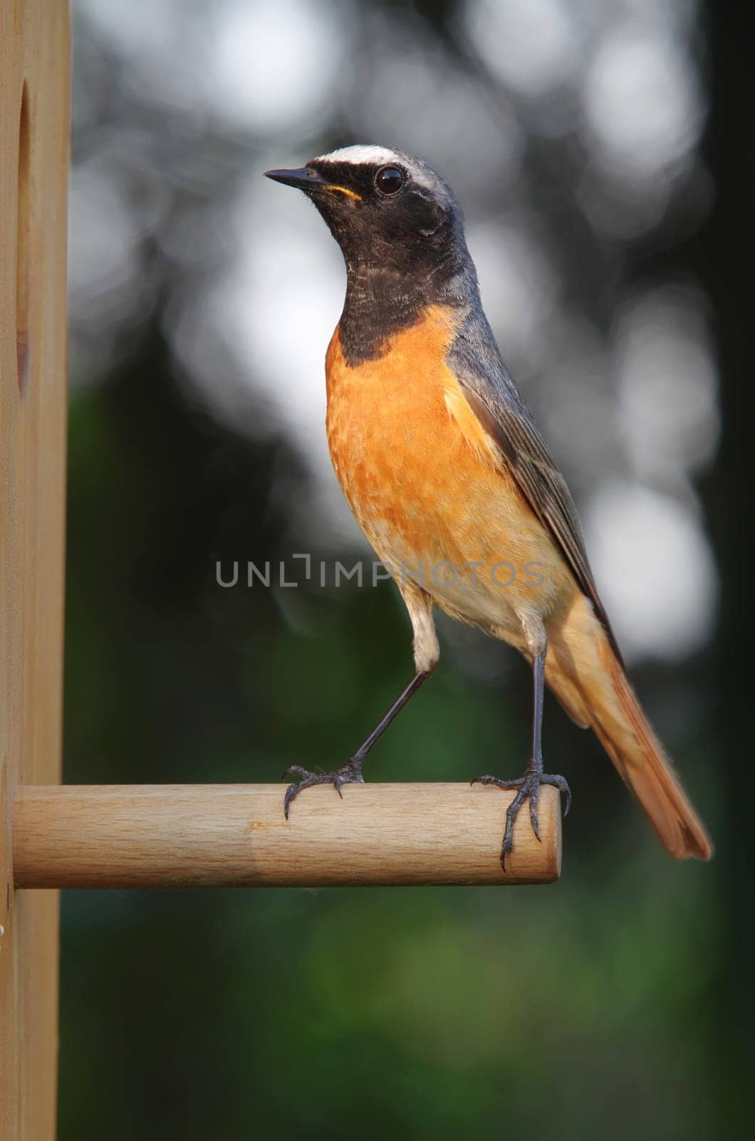 Common redstart