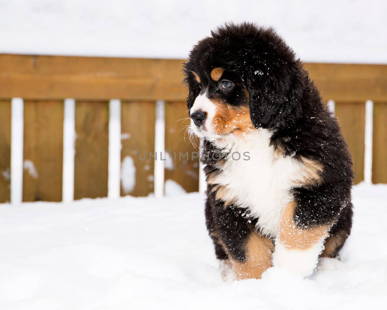 Isolated bernese mountain dog puppet waiting his chance
