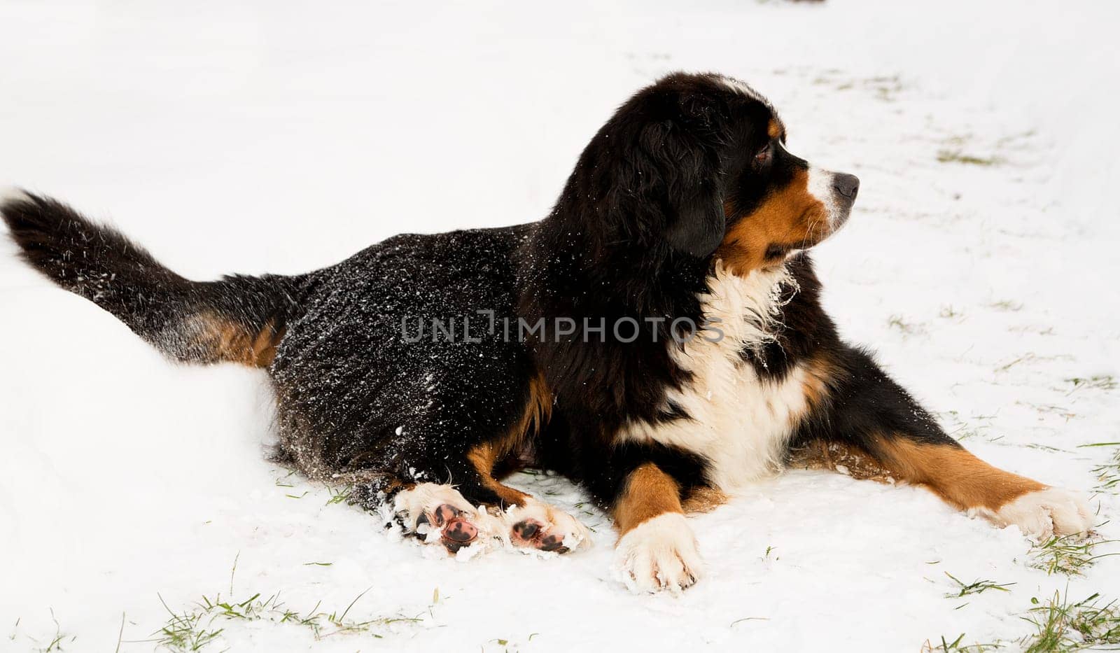 Bernese mountain dog puppet mother worried about puppets