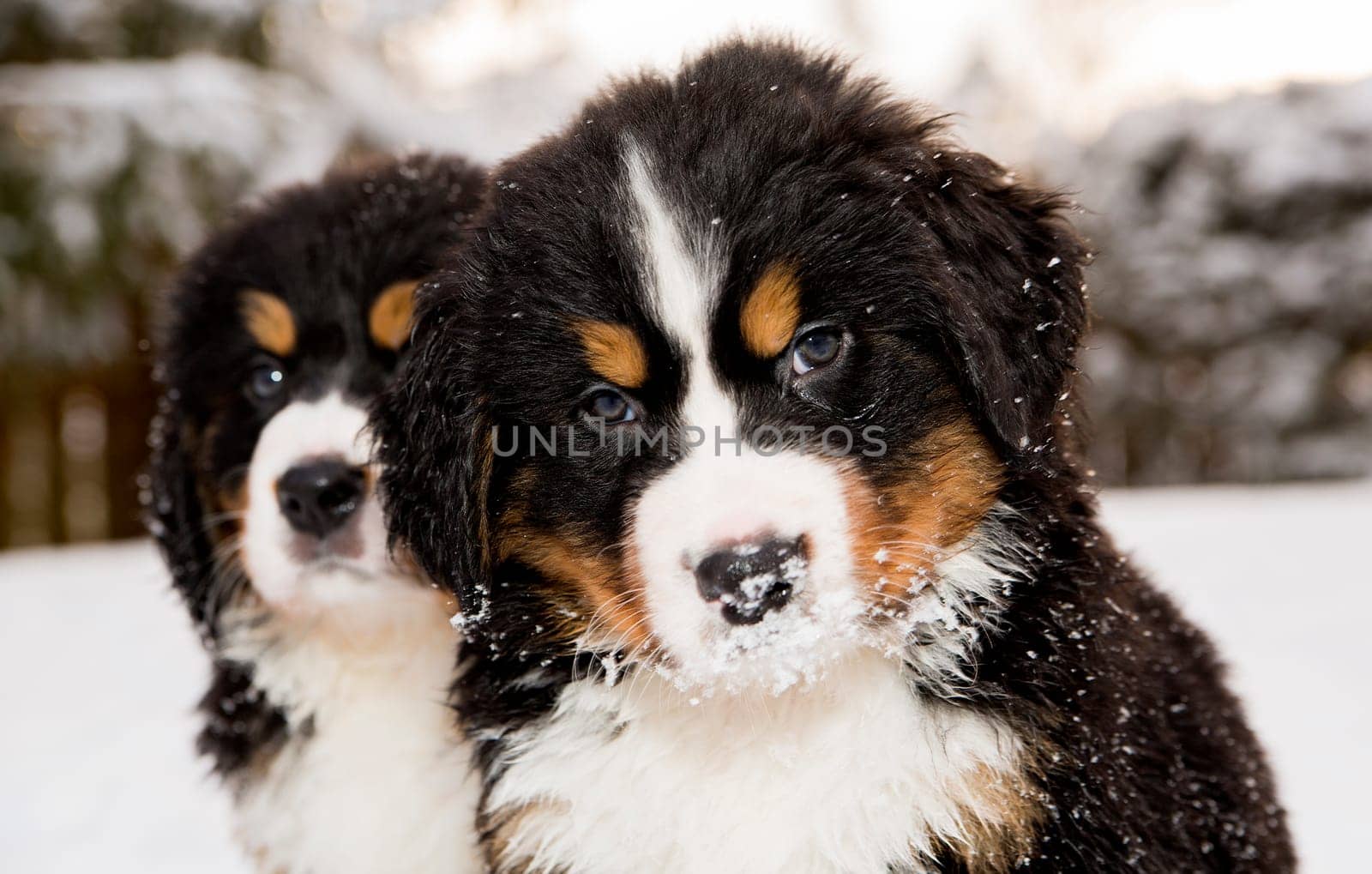 Two bernese mountain dog puppest looking at camera