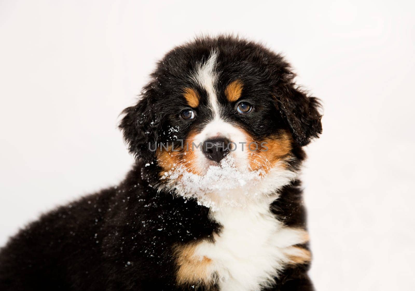 Isolated bernese mountain dog puppet is halfly snowy