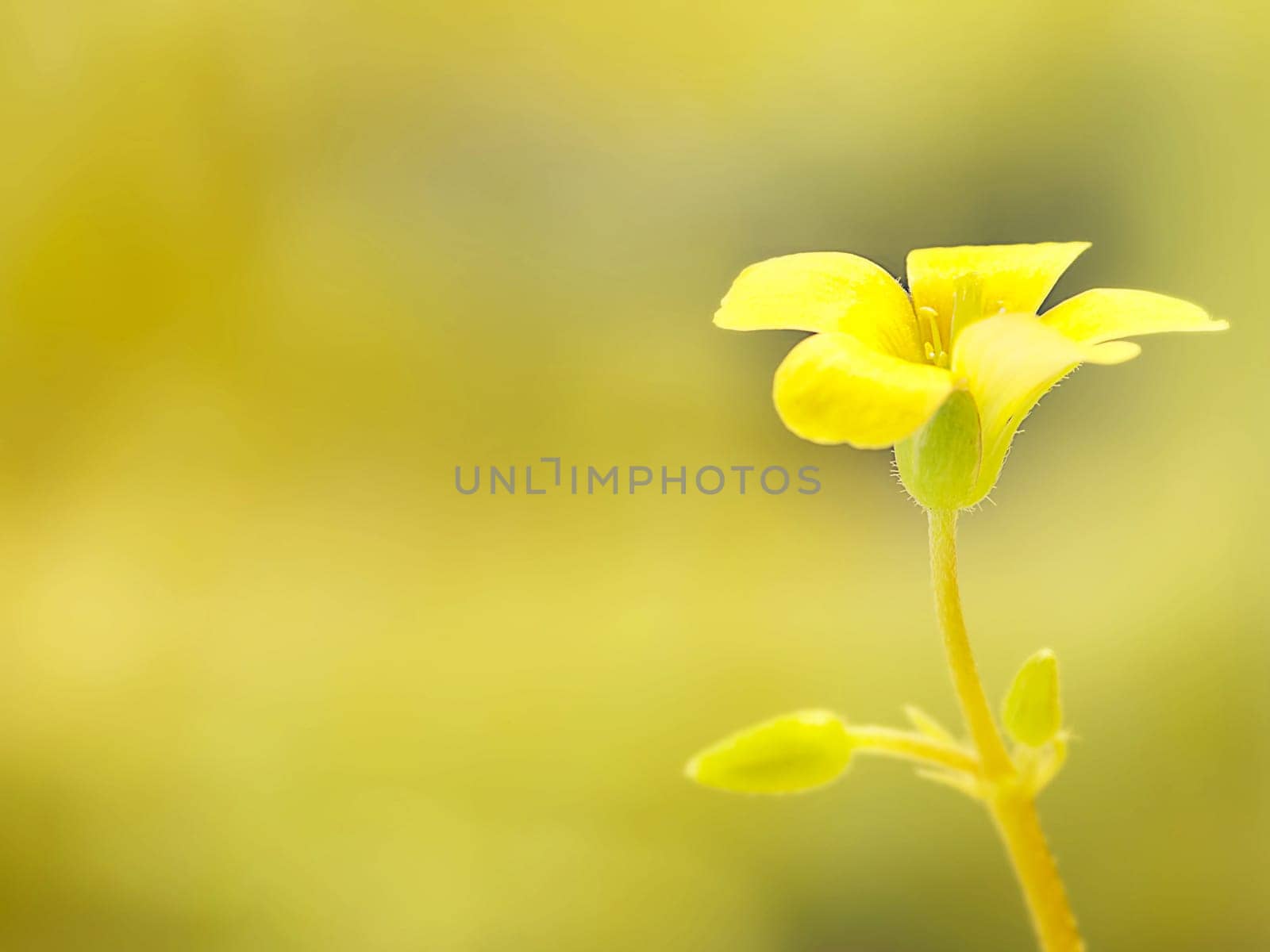 Soft-focus close-up yellow flower for adv or others purpose use