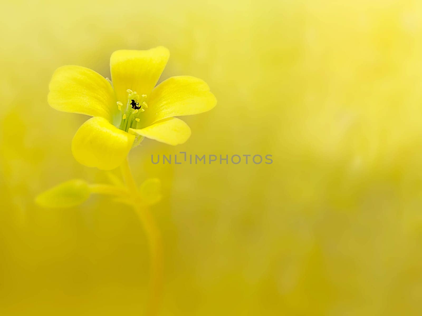 Soft-focus close-up yellow flower for adv or others purpose use