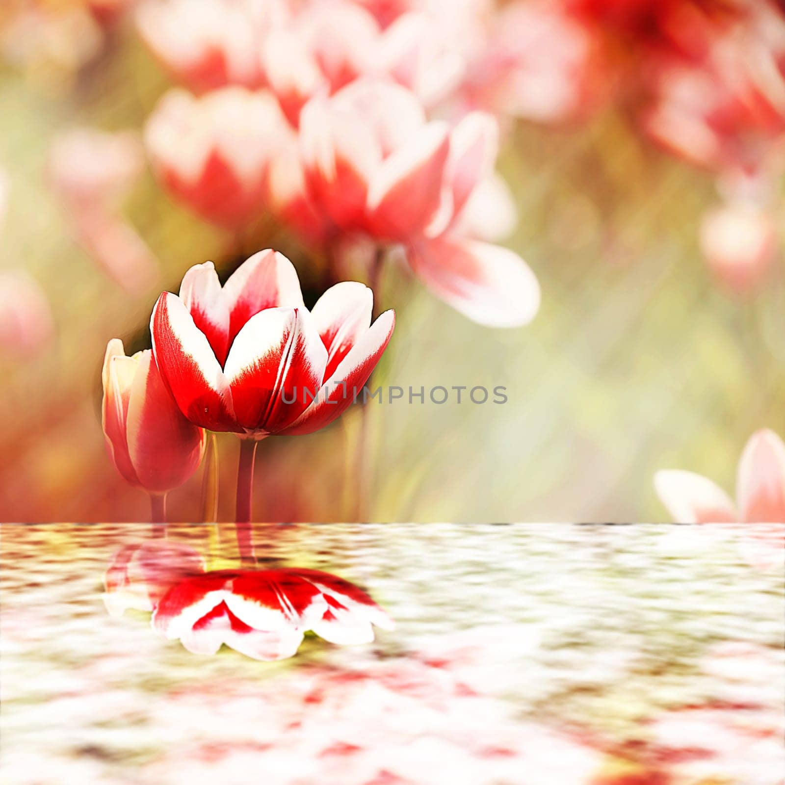 Tulips reflecting into the water for adv or others purpose use