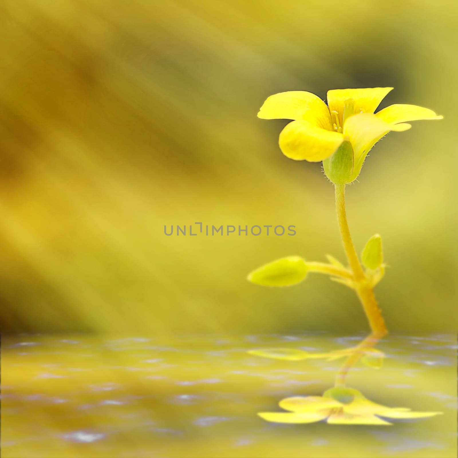 Soft-focus close-up yellow flower for adv or others purpose use