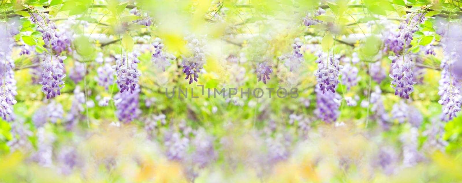 Wisteria floribunda with nice color and background
