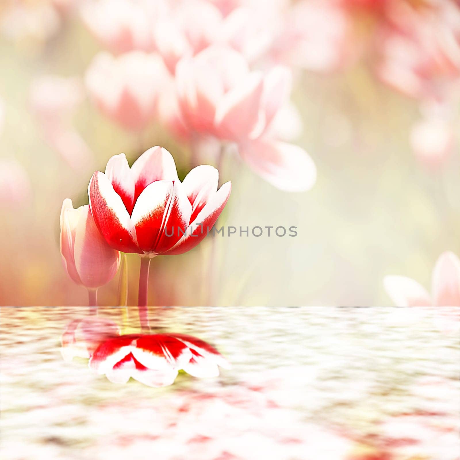 Tulips reflecting into the water for adv or others purpose use