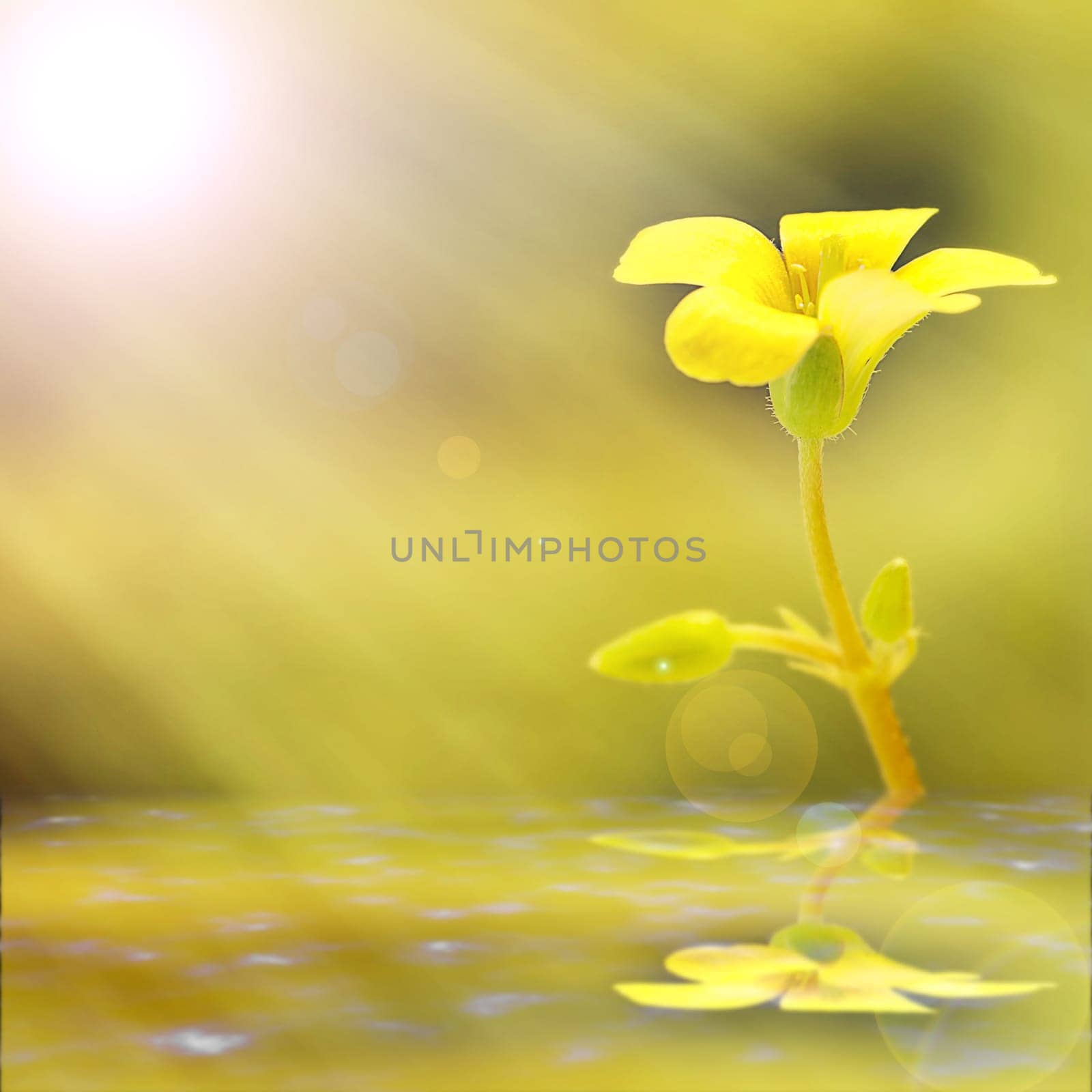Soft-focus close-up yellow flower for adv or others purpose use