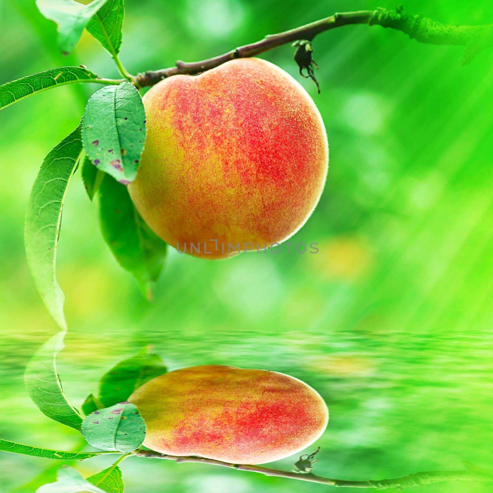 Peach growing rapprochement for adv or others purpose use