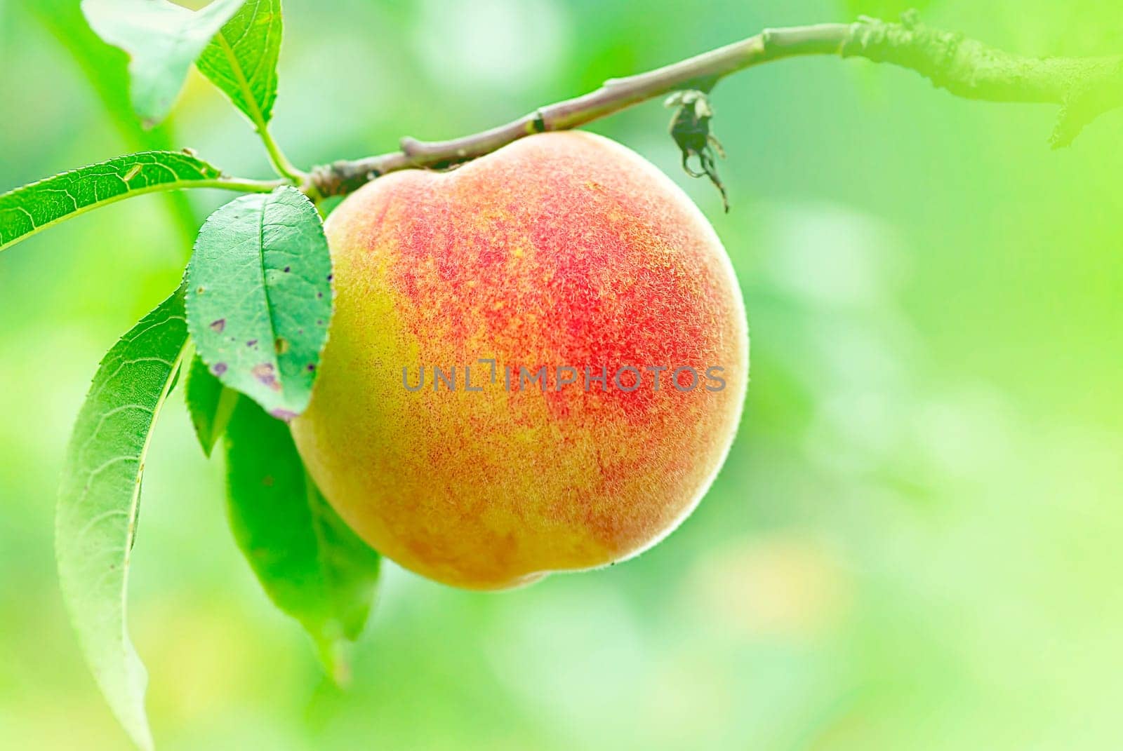 Peach growing rapprochement for adv or others purpose use