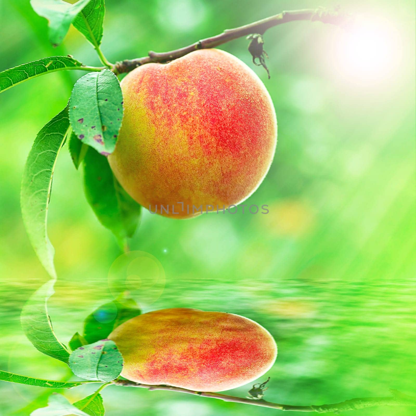 Peach growing rapprochement for adv or others purpose use