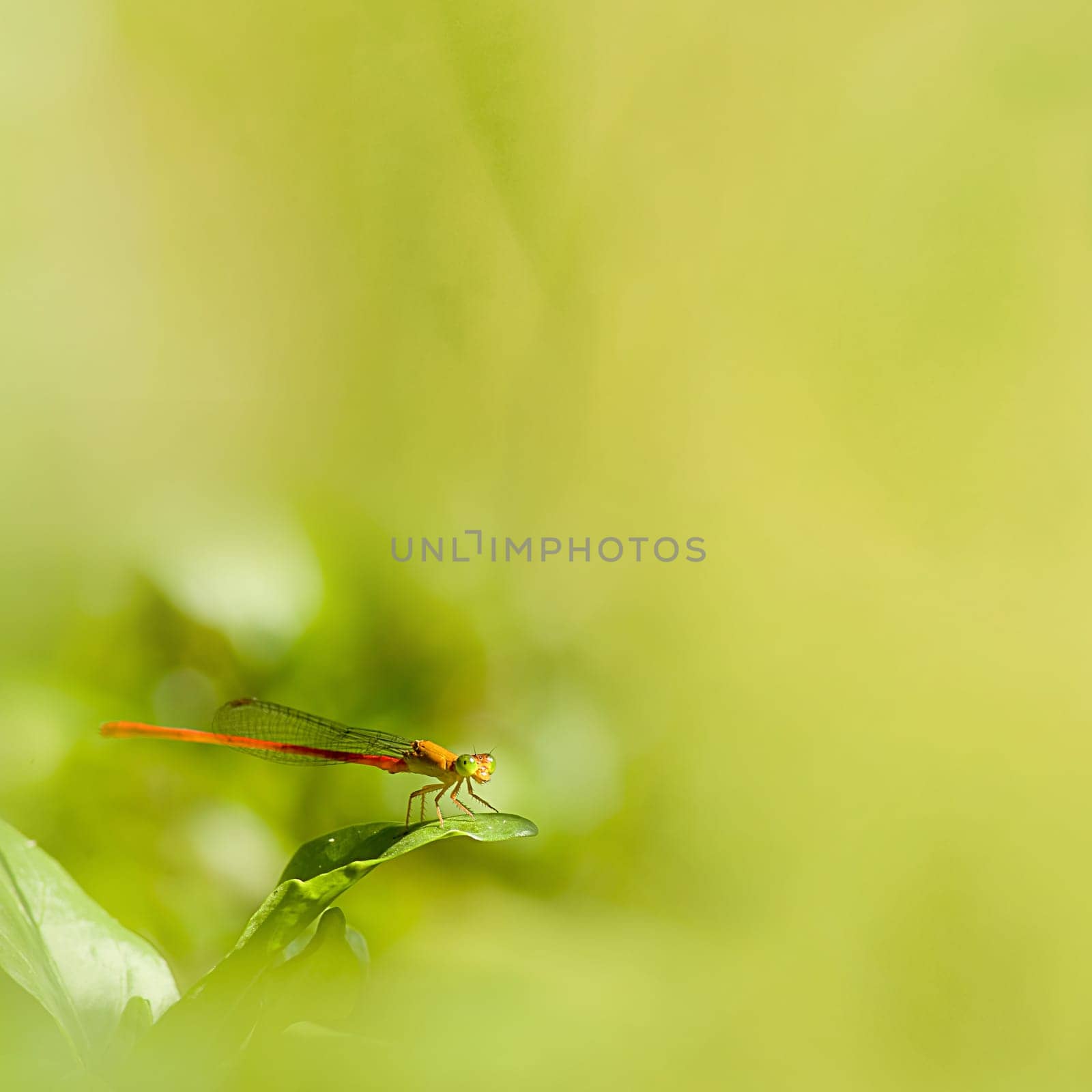 Common dragonfly for adv or others purpose use