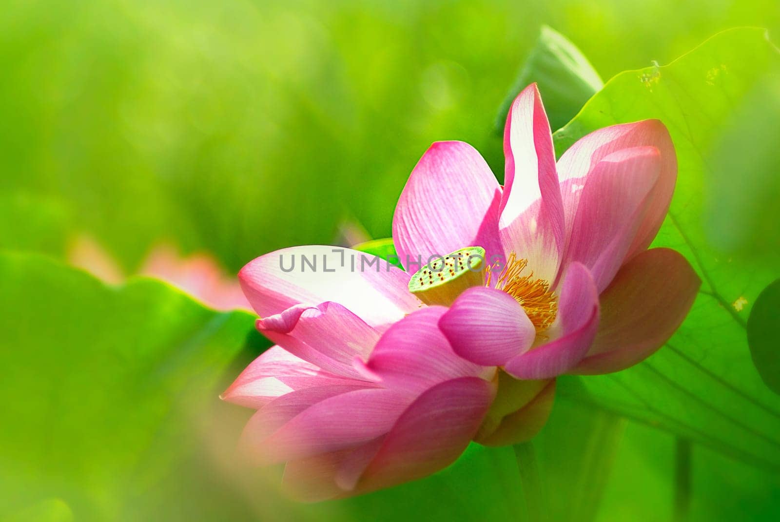 Beautiful Lotus for background use