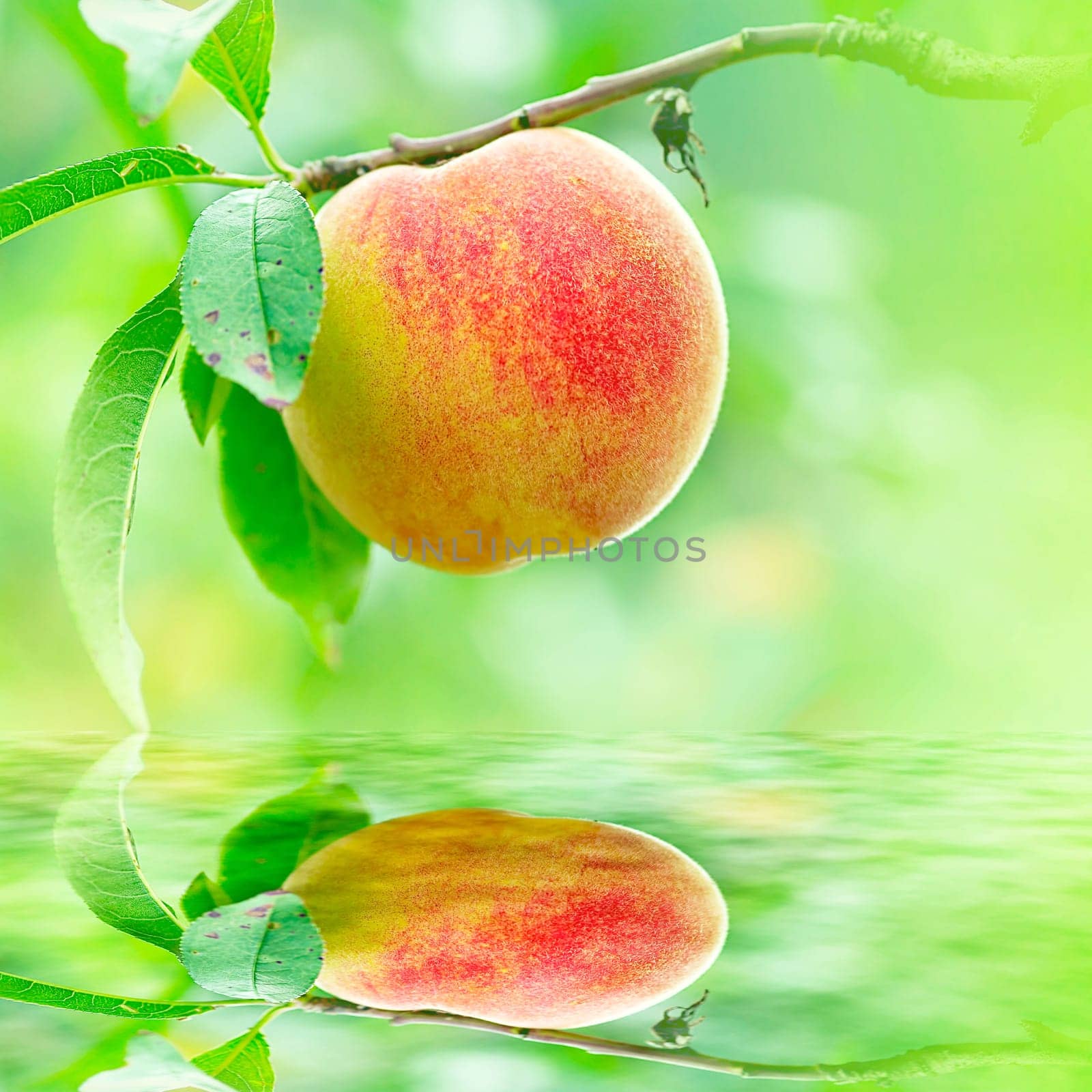 Peach growing rapprochement for adv or others purpose use