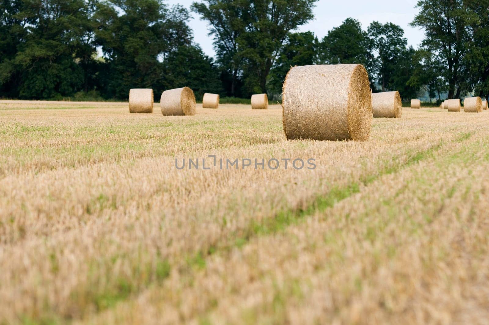 Straw bales in roll form on a harvested field in Brandenburg / Germany