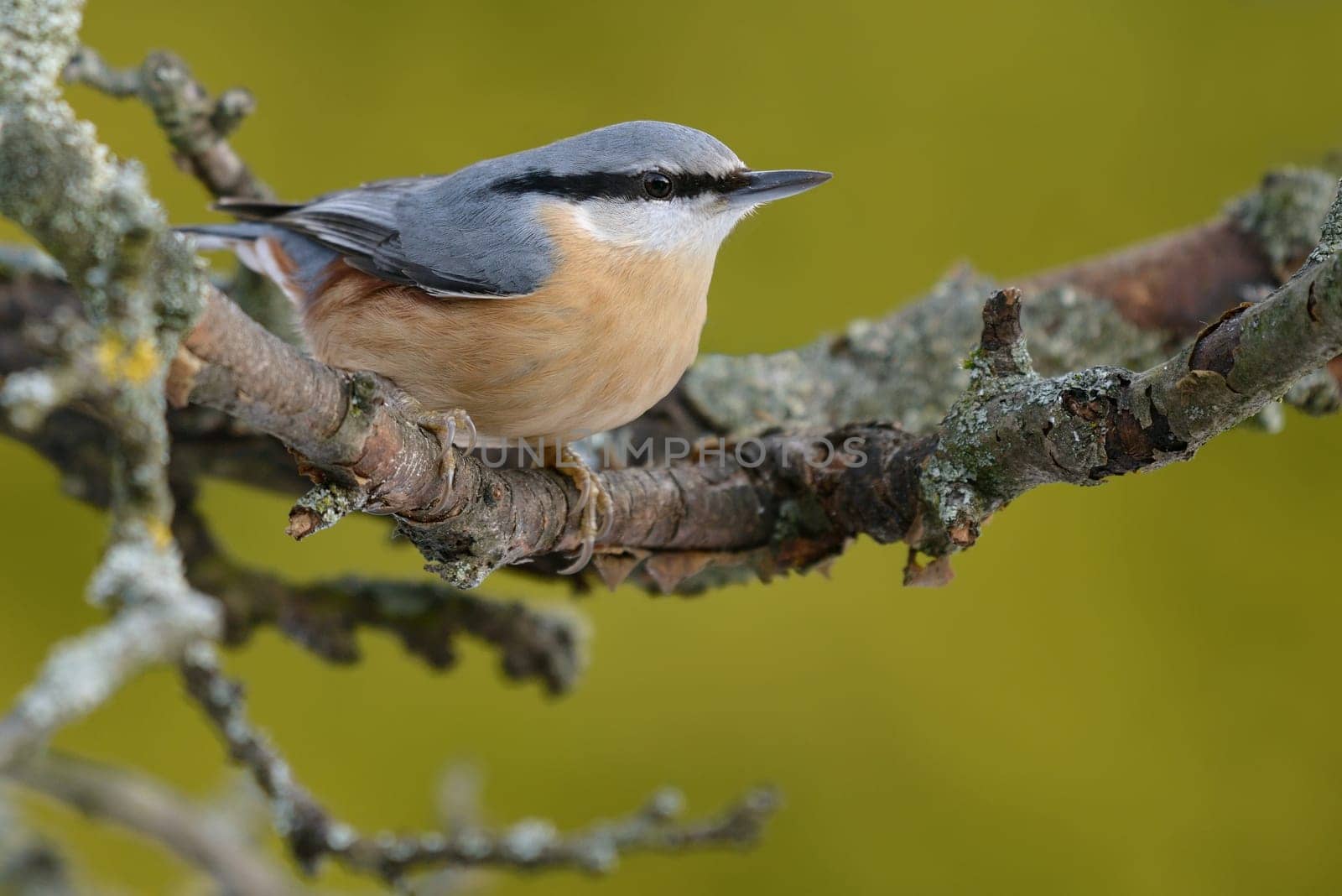 NUTHATCH