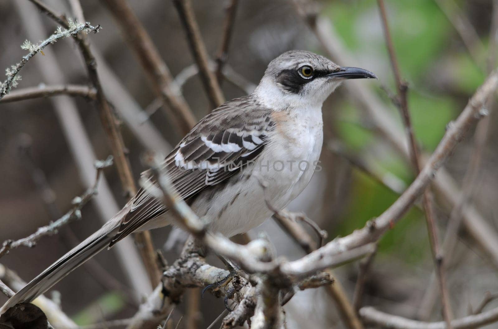 Galapagos Mockingbird