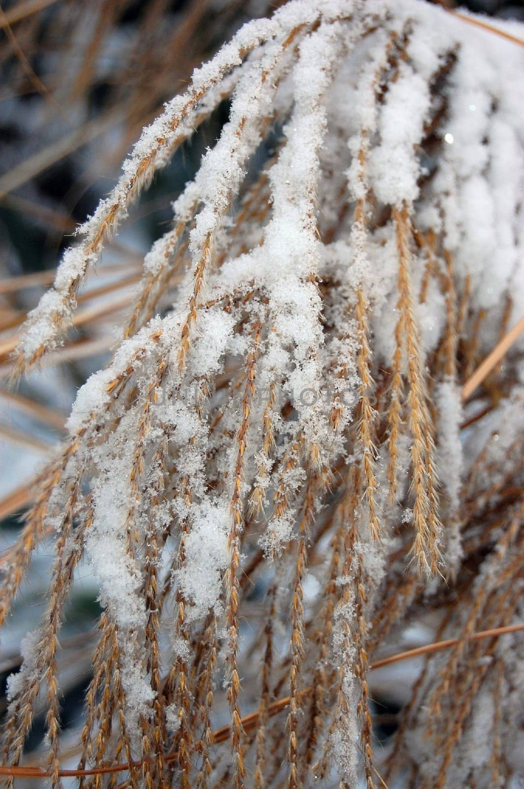 Plants and objects covered with snow