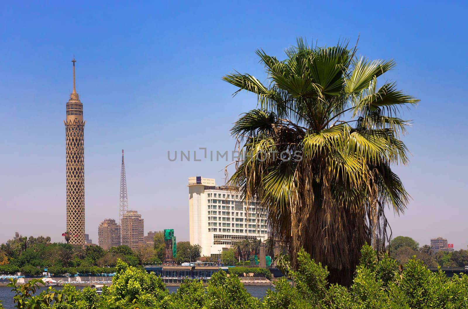 CAIRO TOWER AND PALM TREE