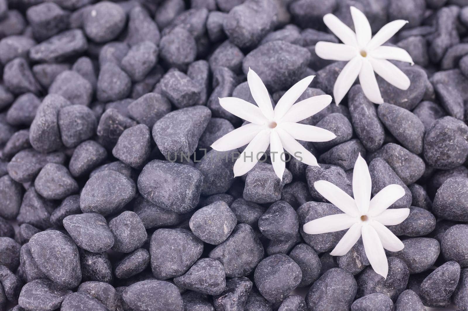 Three jasmine flowers on zen stone background
