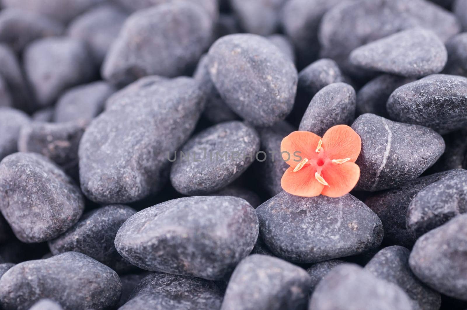 Ixora prince of orange flower on black zen stone extreme close up