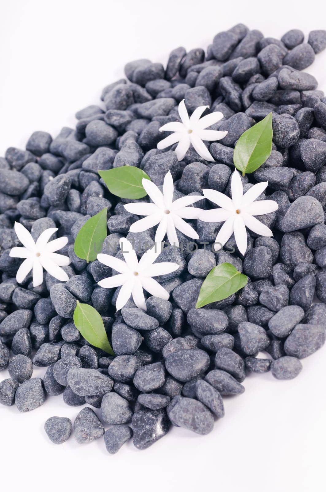 Jasmine flowers and leaves on zen stones