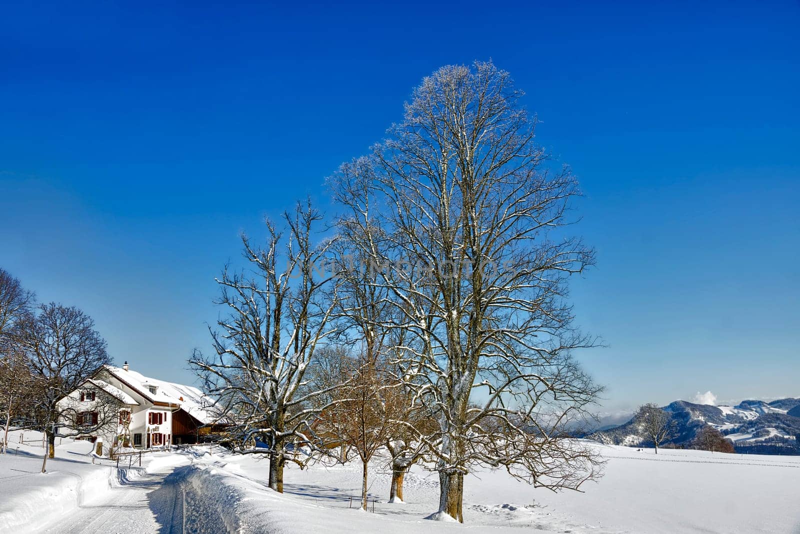 Waldweid in sight