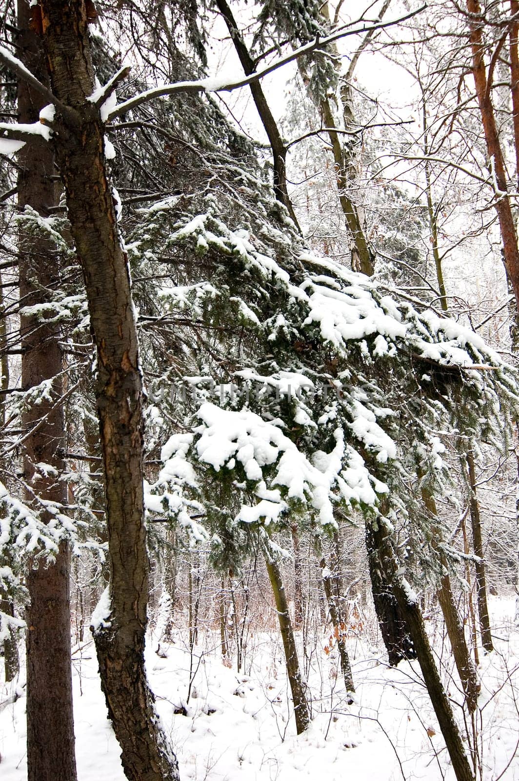 Winter scene with park bench
