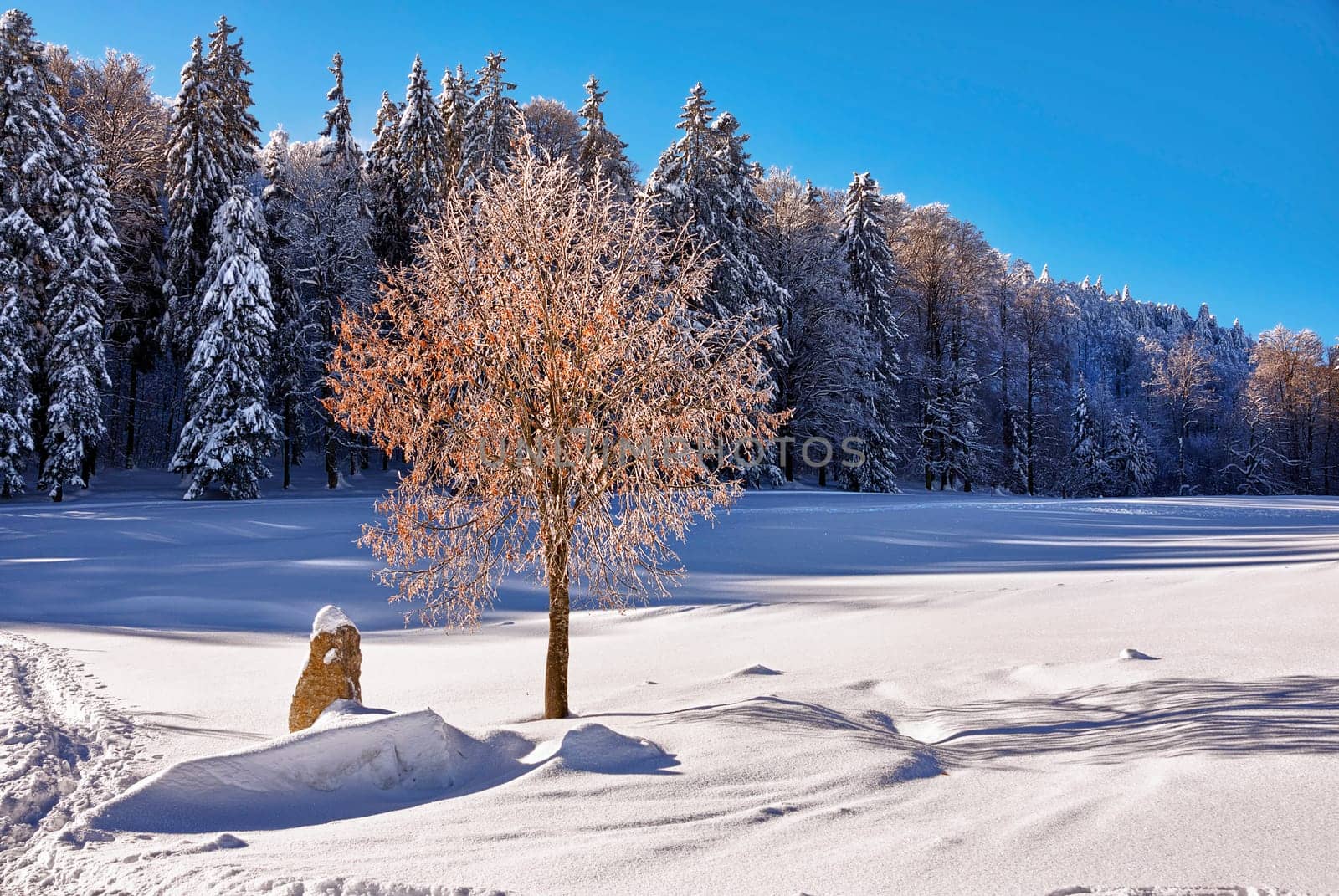 Winter mood on the forest pasture